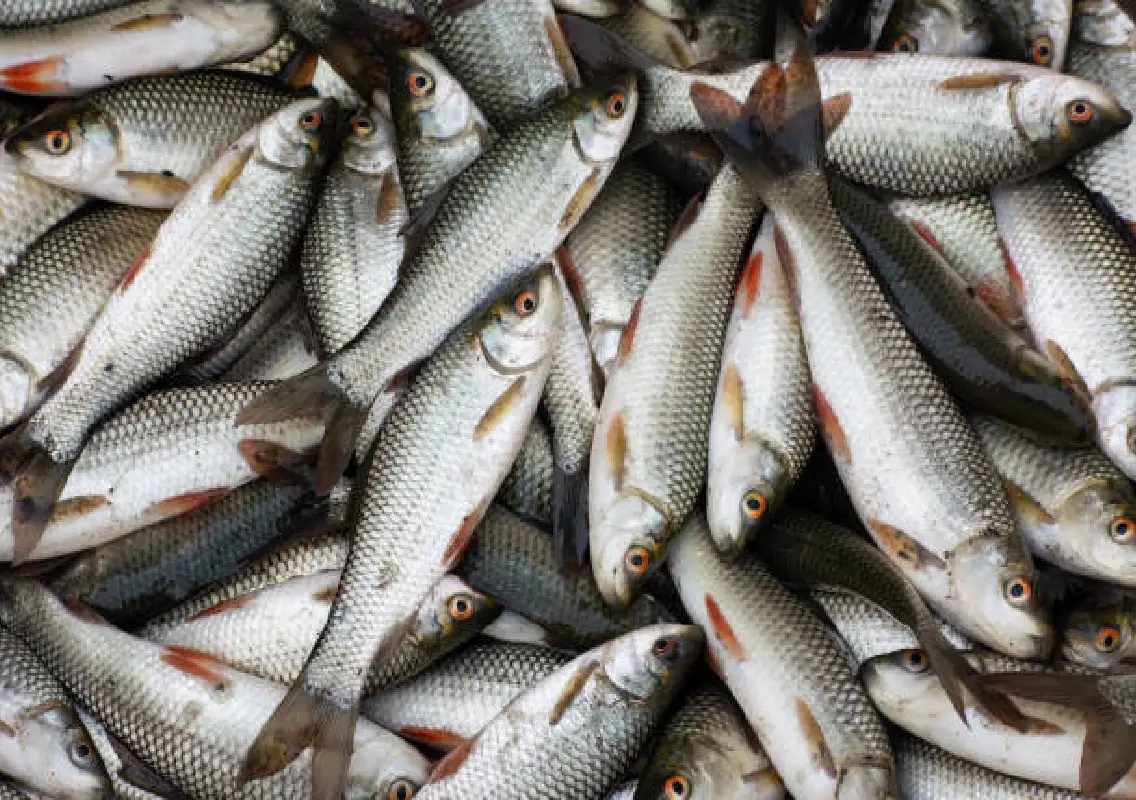 Mangaluru records 43,200 tonnes of fish catch in first two months - News Karnataka