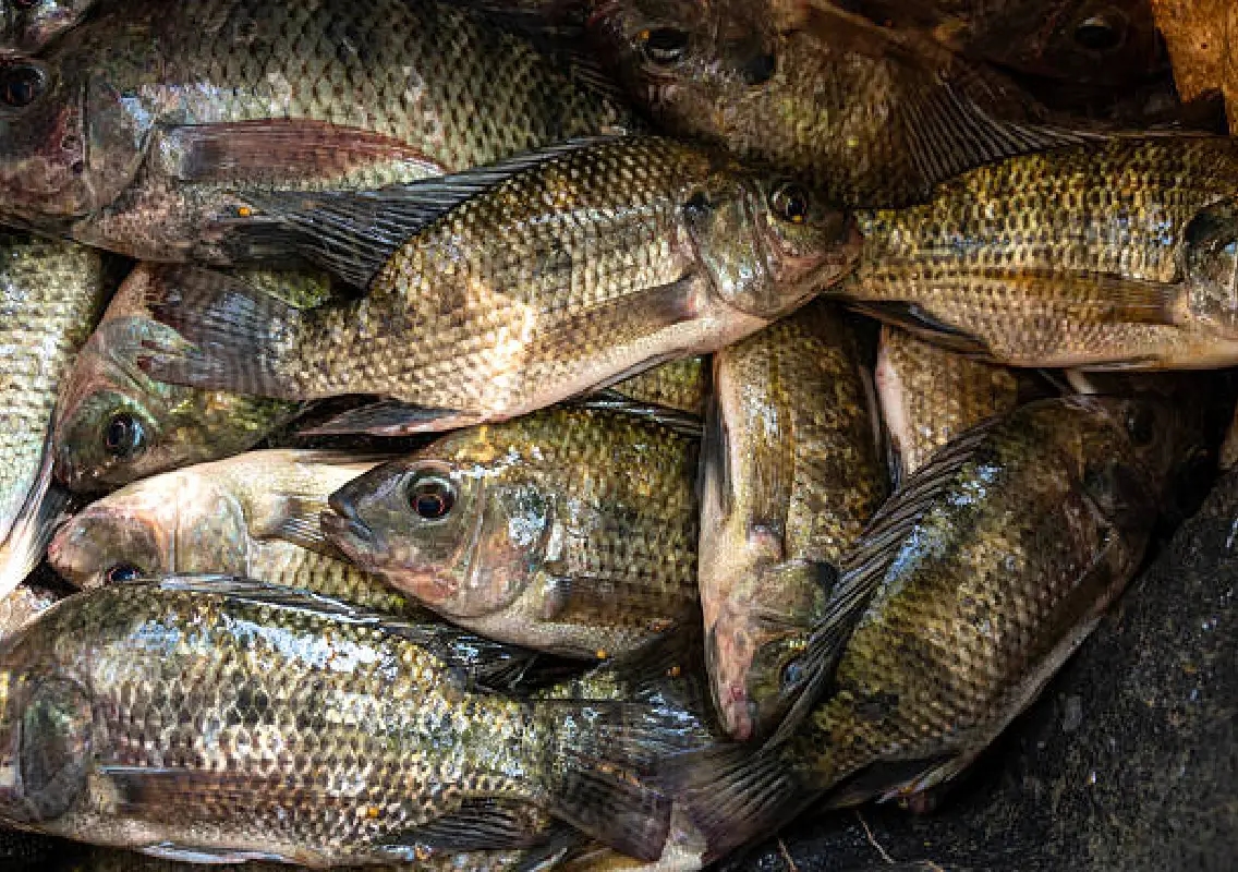 Mangaluru: Pilikula Matsyotsava draws crowds for fresh lake fish - News Karnataka