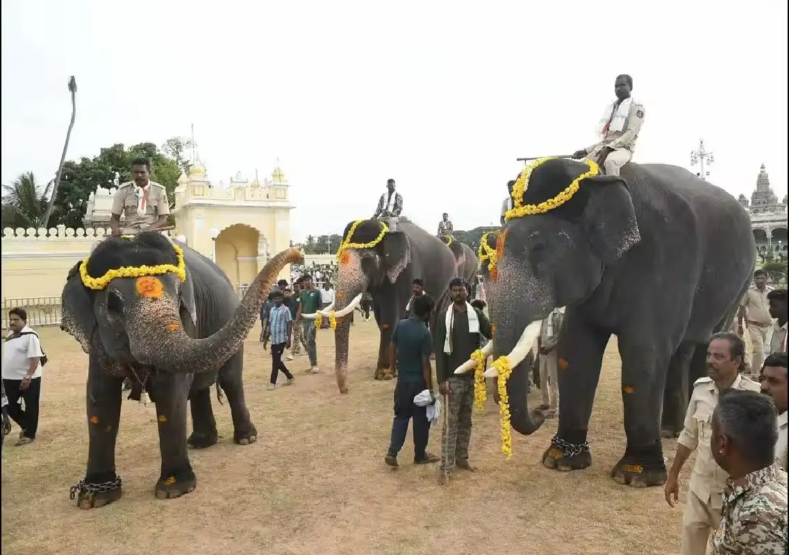 Mysuru Dasara elephants begin final rehearsal ahead of Jamboo Savari - News Karnataka