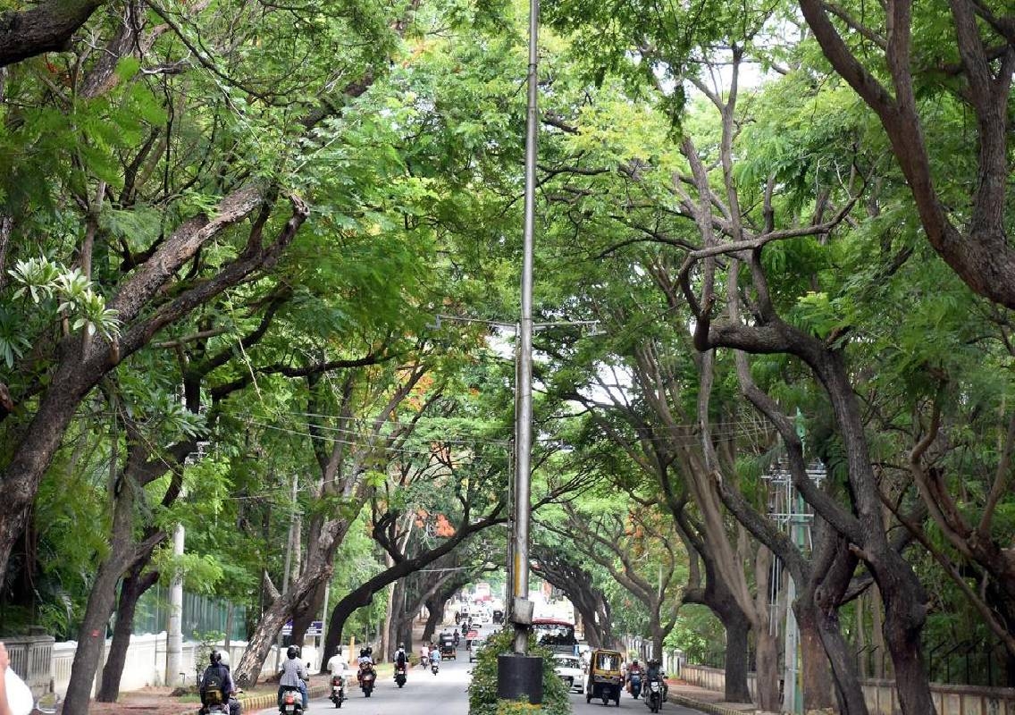 Mysuru’s green cover stands at just 13.3%, tree census finds - News Karnataka