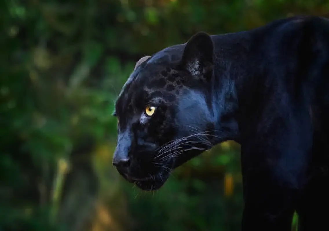 Rare black leopard trapped in Forest Department cage in Beltangady: WATCH - News Karnataka