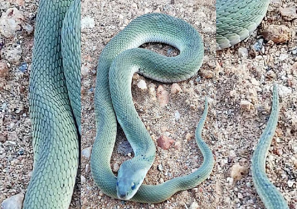 Rare Olive-Green Snake Spotted in Karnataka’s B.R. Hills - News Karnataka