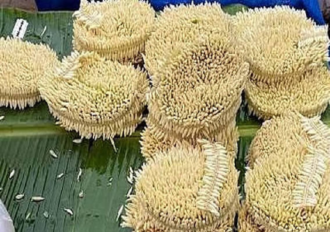 Udupi Jasmine Prices Reach ₹1,600 per Atte - News Karnataka