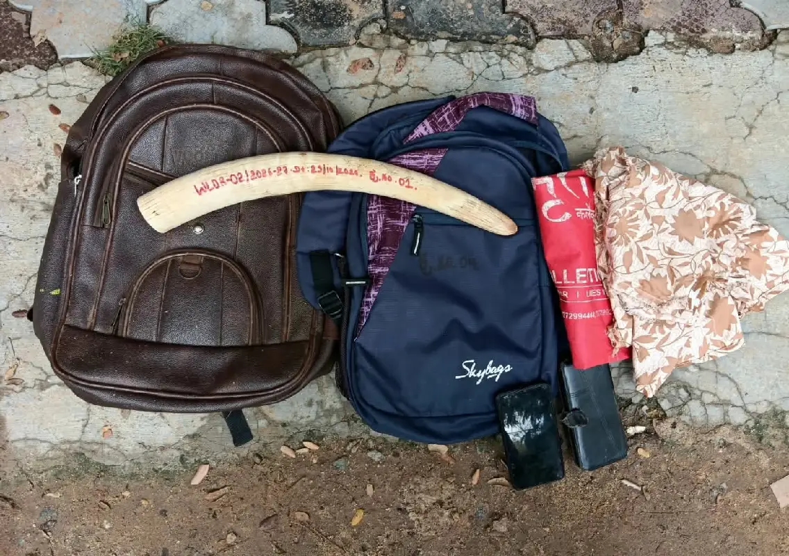 Two arrested for alleged sale of elephant tusks in Mysuru - News Karnataka
