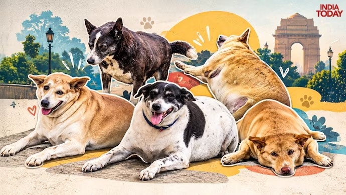 Why Delhi’s Fat Dogs contest has dog lovers divided - News Karnataka