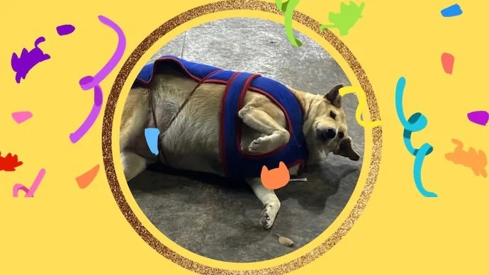 Late Gola wins Delhi’s viral Fat Dog contest - News Karnataka