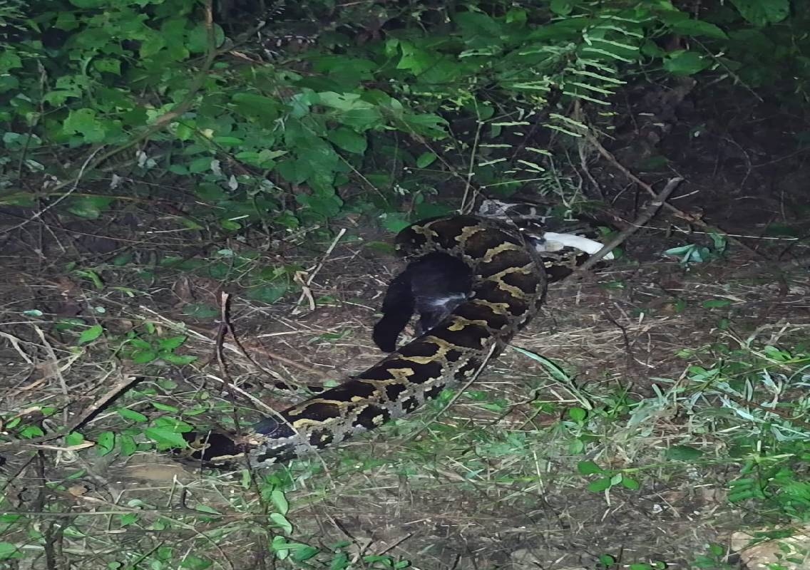 Giant Python Spotted in Bantwal Village - News Karnataka