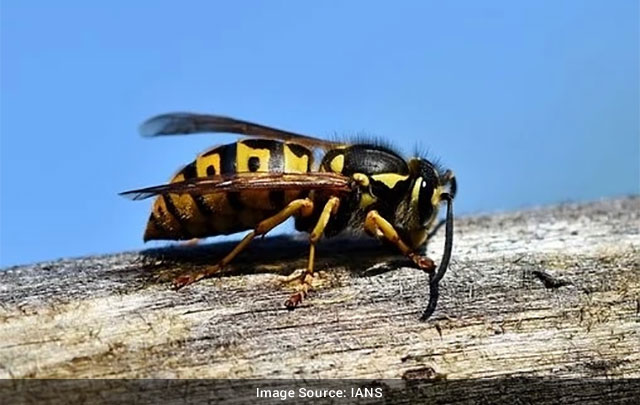 Like bees wasps valuable for ecosystems human health MAIN