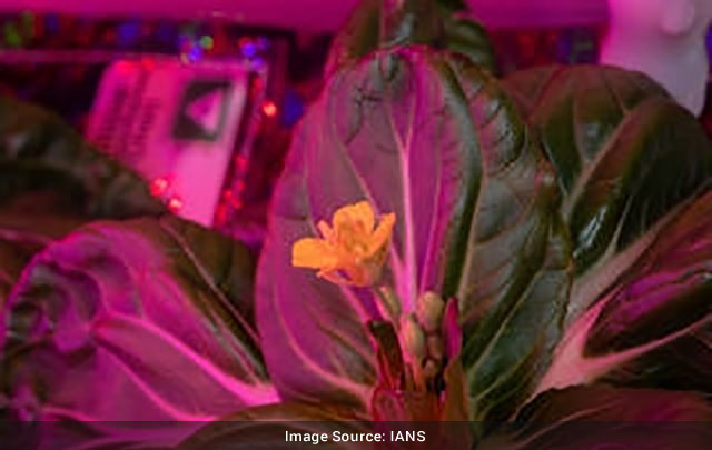Nasa Astronaut Successfully Harvests 2 Plants In Space Main