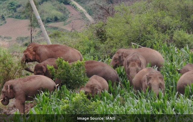 Chinas Migrating Elephants Head Further South Main