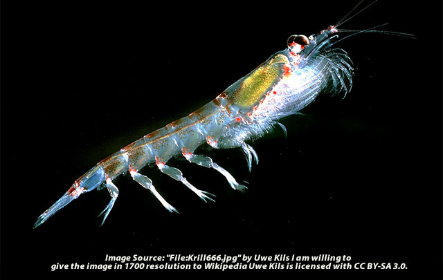 Climate Change Threatens Antarctic Krill And The Sea Life That Depends On It Main