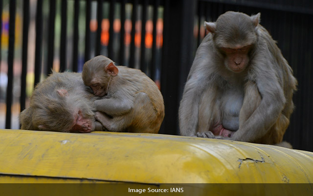Now a monkey park proposed in Bengaluru city