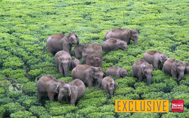 Radio Collaring Introduced For Rogue Wild Elephants To Reduced Menace H