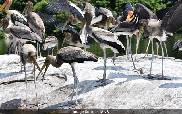 Ranganathittu Bird Sanctuary Opens For Public
