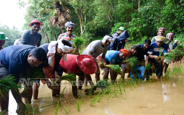 Paddy Cultivation21212