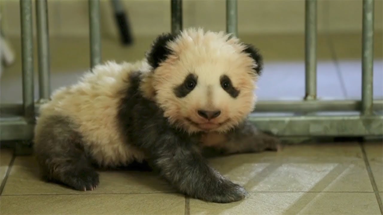 Panda Ring About! Watch Adorable Giant Panda Cub Take Its First Steps