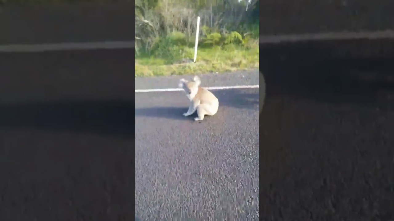 watch koalas almost run over by 3
