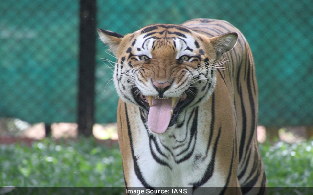 3 tiger cubs found safe at Nagarahole