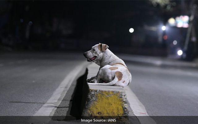 Street dog car accident, Bengaluru