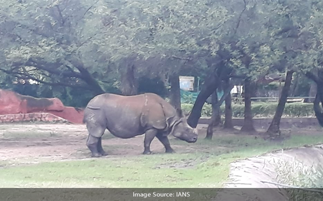 IOC offers to adopt rhinoceros in Hyderabad Zoo