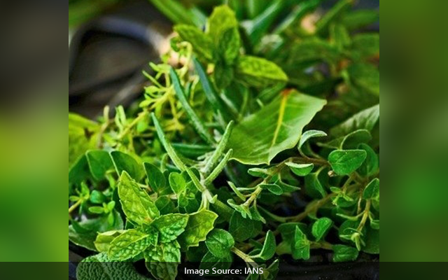 Modi praises Odishas Patayat Sahu for creating medicinal plant garden