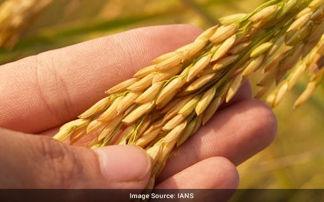 Paddy wheat still preferred crop in maximum households