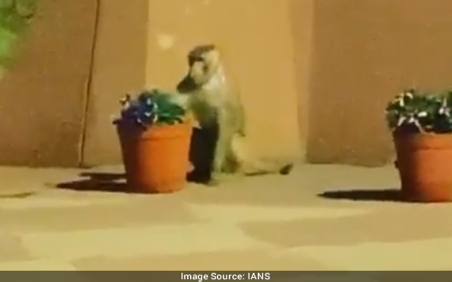 Jumps Off Terrace To Escape Monkey