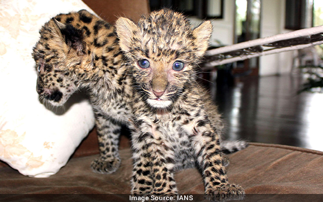 Leopard Cubs Rescued