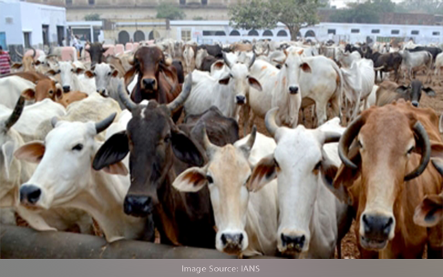 cow karnataka 26102021