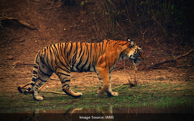 Chamarajanagara: BTR scores 95.5 pc, best Tiger Reserve in State