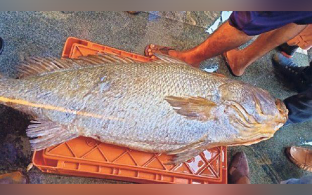 Gholi Fish
