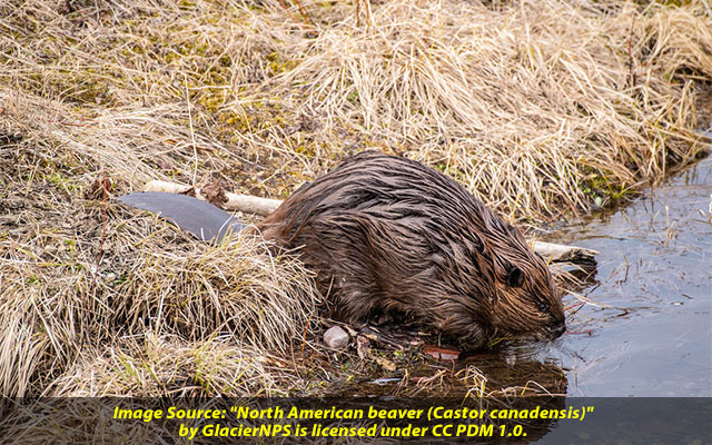 Learn managing water in drought or floods from Beavers renowned engineers