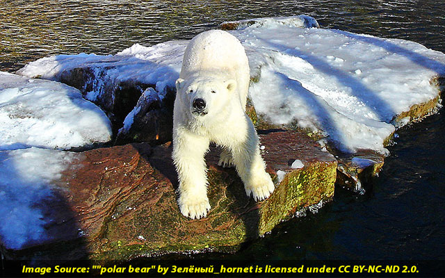 Polar Bears Eating Reindeer Normal Behaviour Or Result Of Climate change
