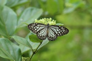 640px Butterfly As Found In Sammilan Shetty Butterfly Park