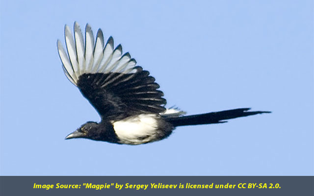 Magpies Outwit Scientists By Helping Each Other Remove Tracking devices