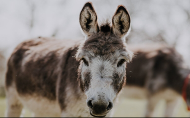 Africa's donkeys slaughtered