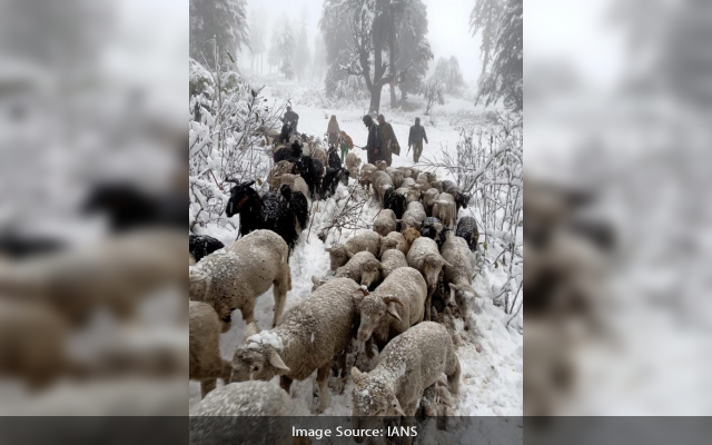 sheep farmer jammu