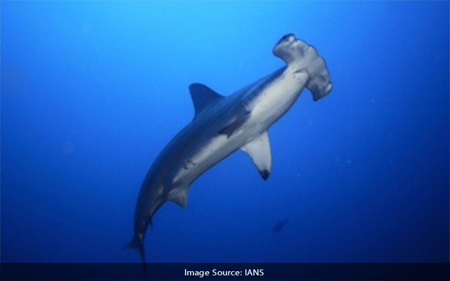 Aus conservationists call for greater protection of endangered sharks