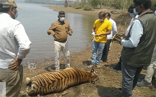 Female Tiger Found Dead In Bandipura