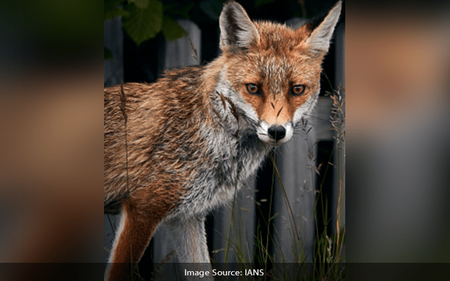 Foxes, Feral Cats