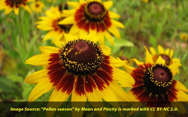 Achoo-5-essential-reads-for-pollen season