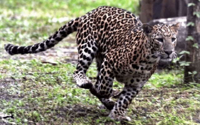 hunt on for leopard