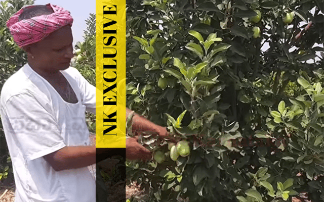 apple farmer Siddappa Balagond