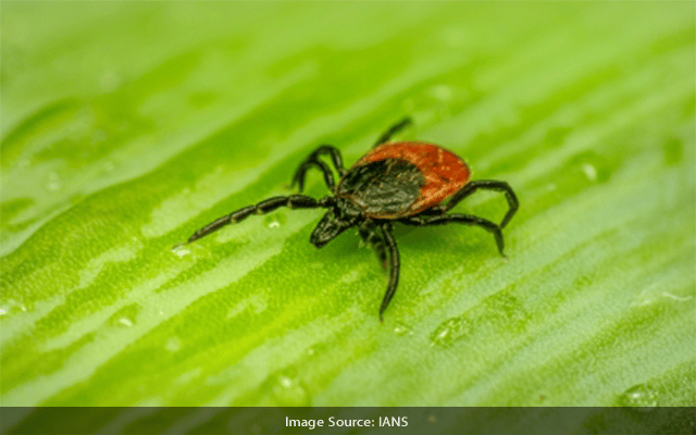 Human Tick Borne Diseases Reported In Mongolia