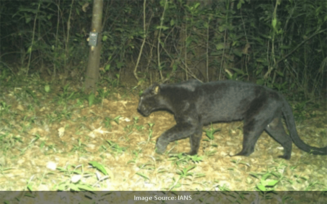 Black Panther Spotted In Goa's Mollem Sanctuary