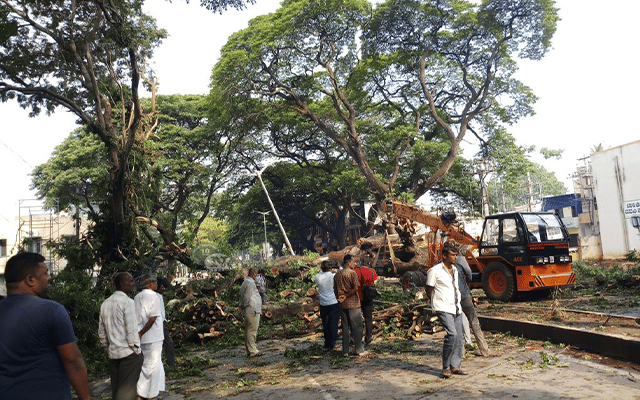 Tree uproots in Bengaluru