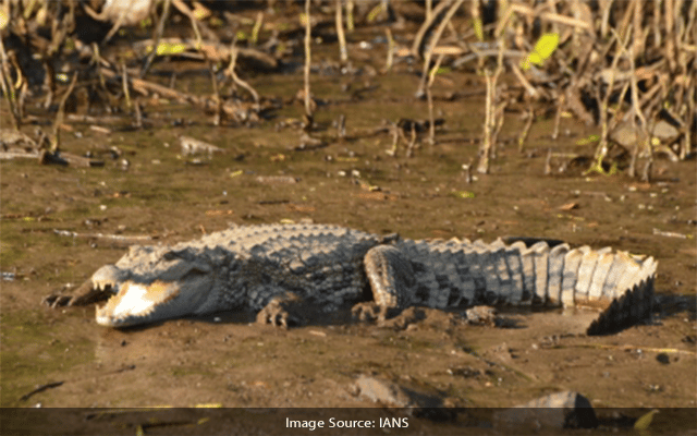 Crocodile attacks farmer in Bihar