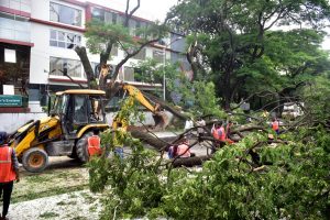 Tree Fall Down @ Sheshadri Road Near Freedom Park 8