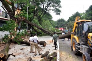 Tree Fall Down @ Sheshadri Road Near Freedom Park 9