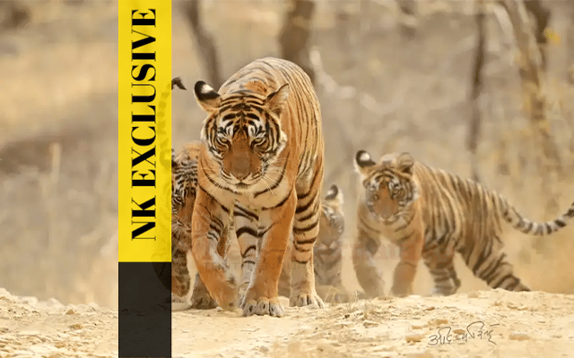  Male Mahadeshwara Wildlife Sanctuary tigers